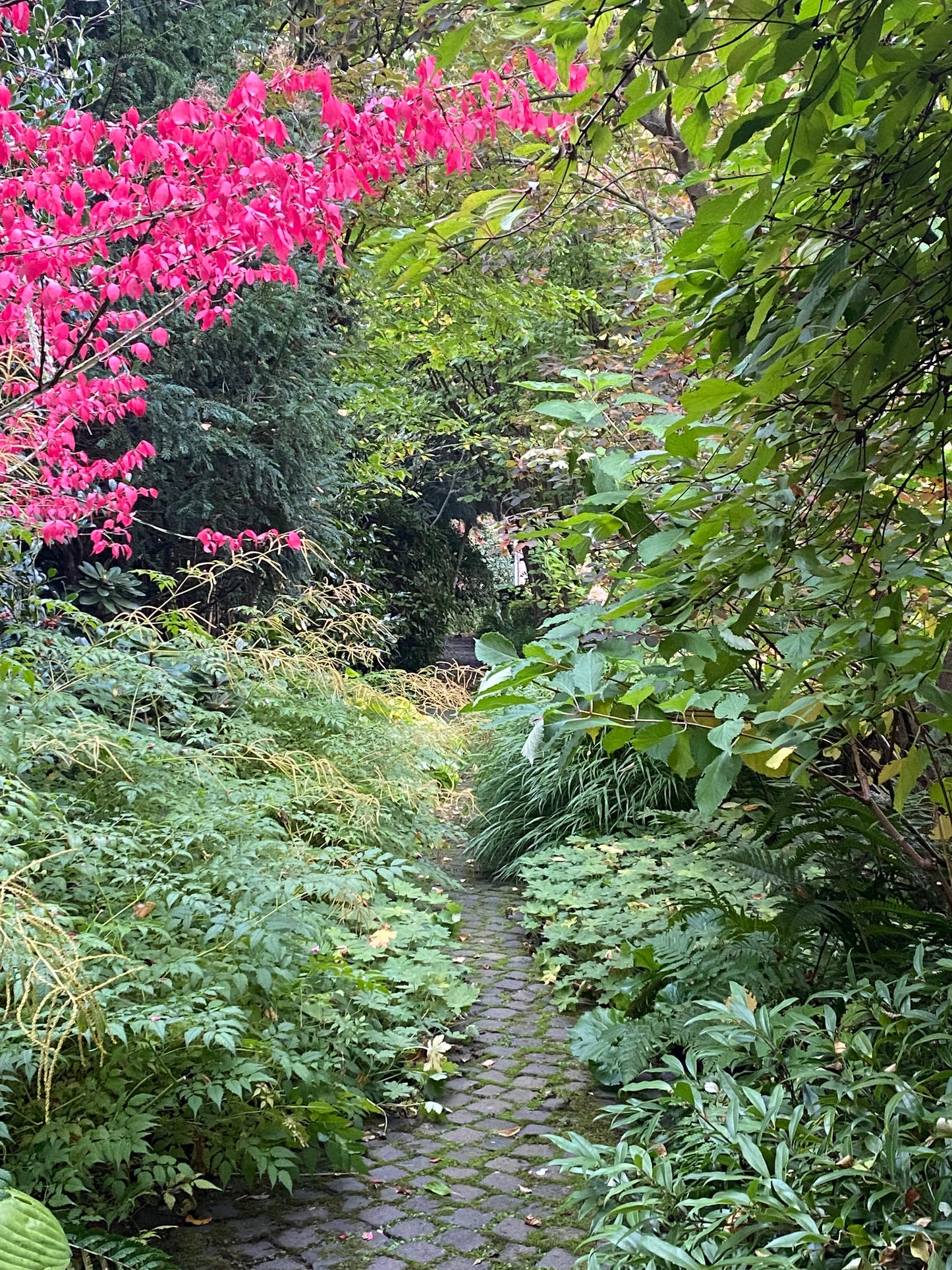 Entdecken Sie die Geheimnisse eines blühenden Schattengartens! Die Königliche Gartenakademie gibt in ihrem "Mi. 18.02.2026 | 13.30-16.30 Uhr HALBTAGESKURS Geheimnisse eines funktionierenden Schattengartens" Tipps zur Pflanzenpflege in üppiger Umgebung.
