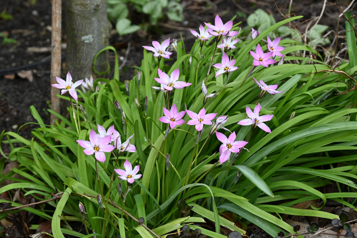 Eine Gruppe zartrosa Ipheion uniflorum ‚Charlotte Bishop‘ (Einblütiger Frühlingsstern) von Verberghe wächst mit schmalen grünen Blättern am Fuß eines Baumes – ideal für trockene Standorte.