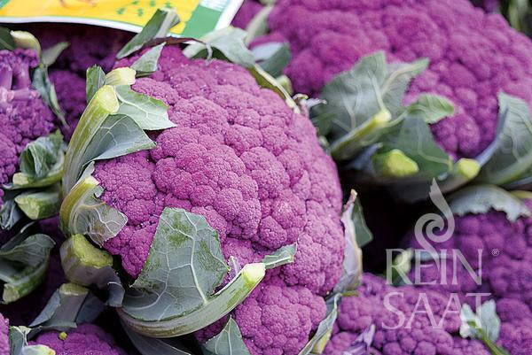 Mehrere Köpfe von Reinsaat | Karfiol 'Di Sicilia violetto' mit grünen Blättern sind in Gruppen angeordnet und zeigen leuchtend violette Blüten. Das Reinsaat-Logo befindet sich unten rechts. Perfekt für alle, die hochwertige Blumenkohlsamen suchen.