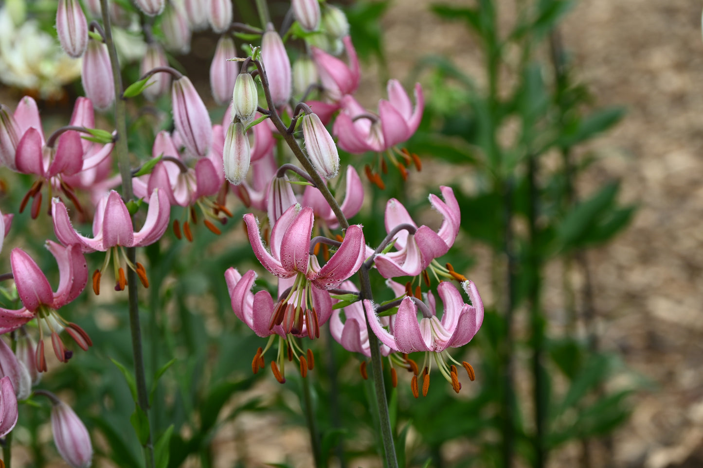 Eine Gruppe von Verberghe Lilium martagon ‚Candy Morning‘ – Türkenbund-Hybriden mit rosa, gesprenkelten Blütenblättern und auffälligen orangefarbenen Staubblättern – blüht inmitten von grünem Laub vor einem zartbraunen Hintergrund im Garten.
