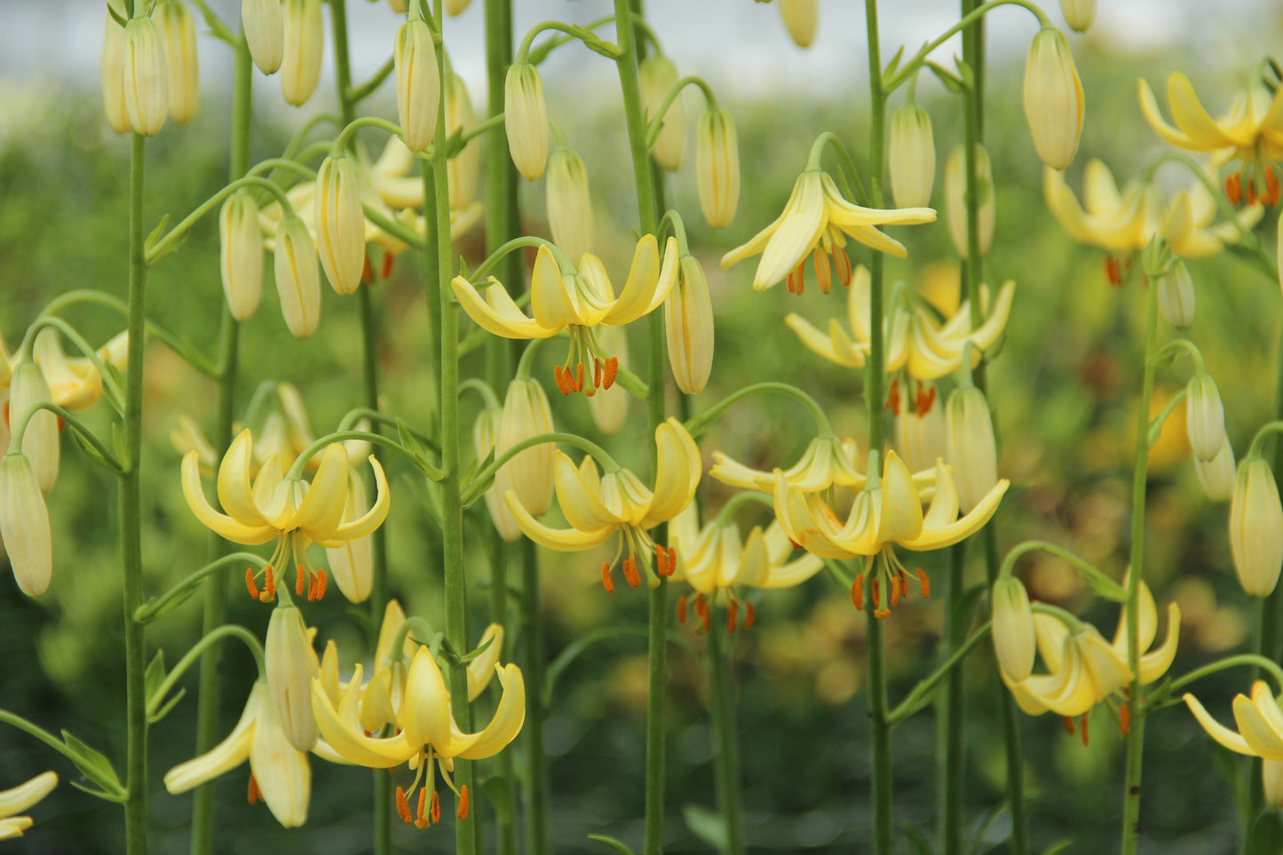 Lilium martagon ‚Golden Morning‘ (Verberghe) bildet Büschel glockenförmiger, zartgelber Blüten mit geschwungenen Blütenblättern und orangefarbenen Staubblättern an hohen grünen Stielen. Die Pflanze gedeiht in humusreichem Boden und schafft einen insektenfreundlichen Lebensraum.