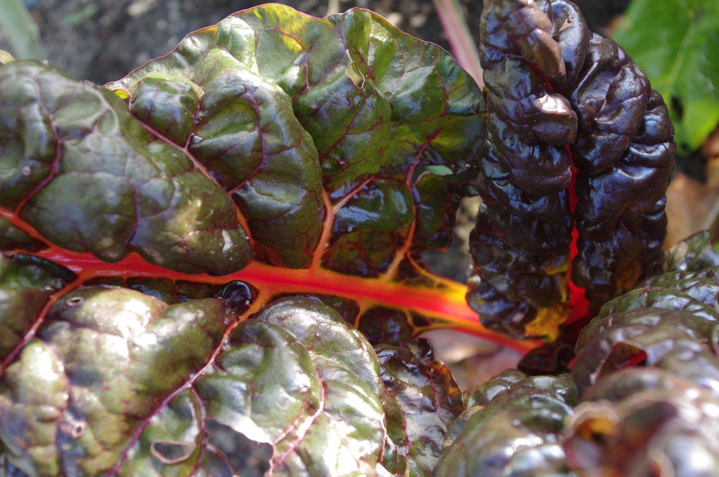 Nahaufnahme von Mangoldblättern mit glänzenden, dunkelgrünen, gekräuselten Oberflächen und rot-orangen Adern - ideal für den WORKSHOP der Königlichen Gartenakademie: Delikatessen für Balkon und Terrasse am Do. 02.04.2026, 10-12 Uhr.