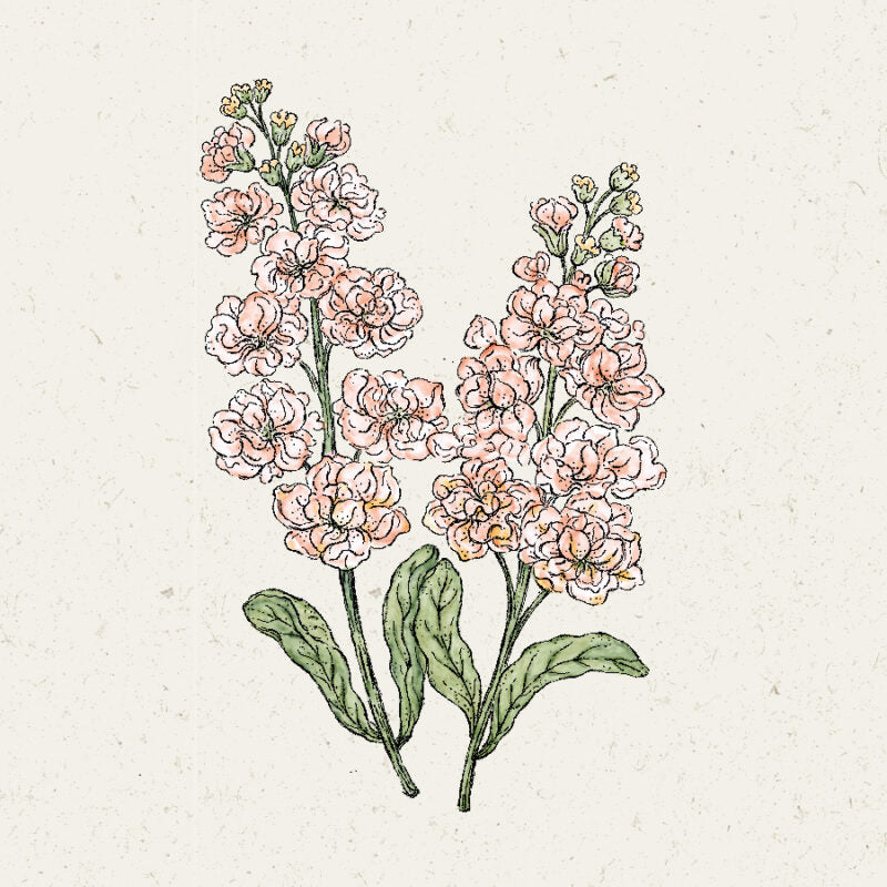 Handgezeichnete Illustration von zwei blühenden Stängeln mit Büscheln von zarten Aprikosenblüten und grünen Blättern auf einem strukturierten cremefarbenen Hintergrund. Inspiriert von Jora Dahl | Matthiola Incana 'Iron Apricot' (Levkoje) von Jora Dahl.