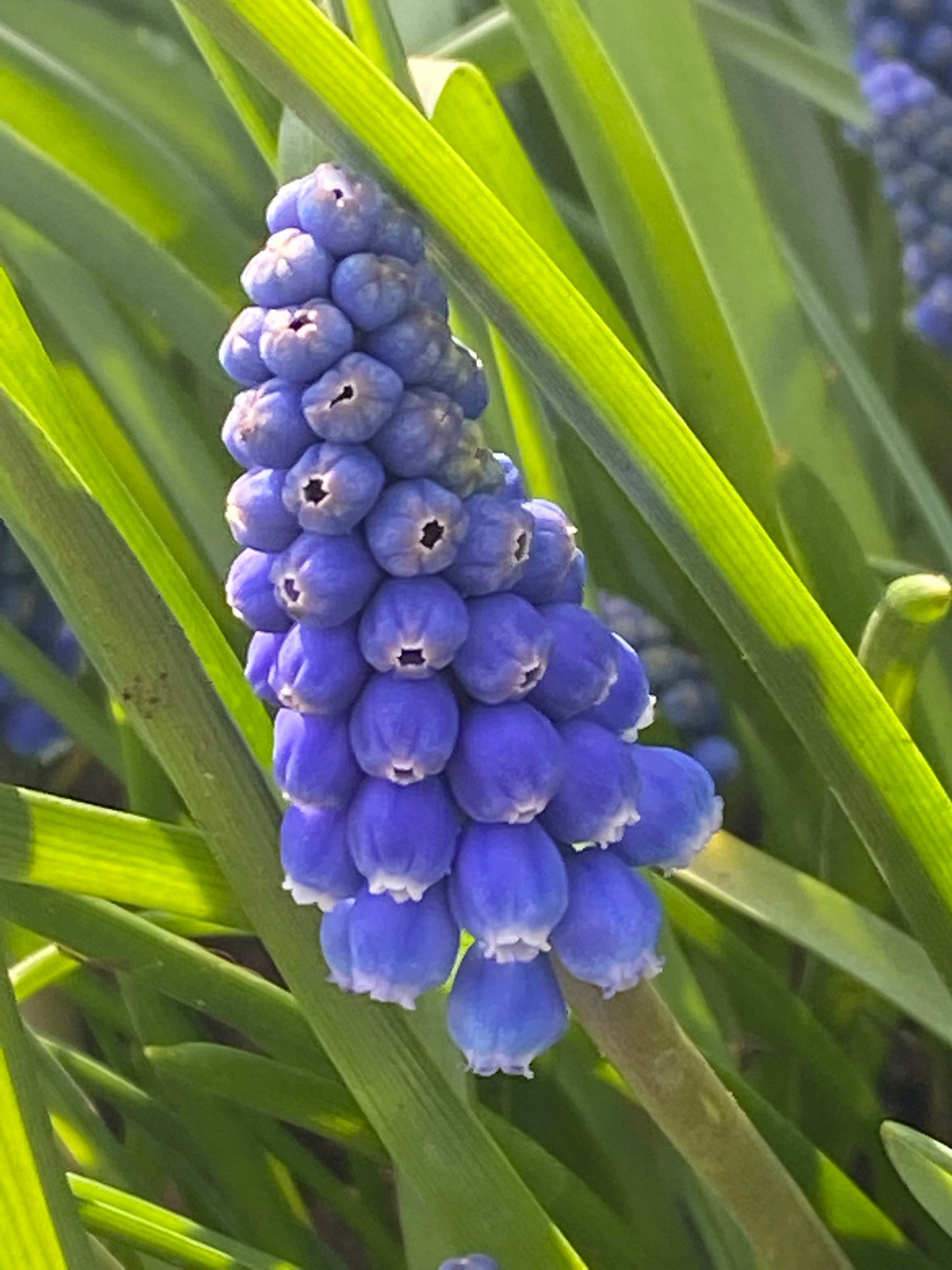 Eine Nahaufnahme von Muscari armeniacum ‚Big Smile‘ von Weijers in voller Blüte im April, die dichte Büschel hellblauer Blüten und schlanke grüne Blätter zeigt – ideal für die Kultur in Kübeln.