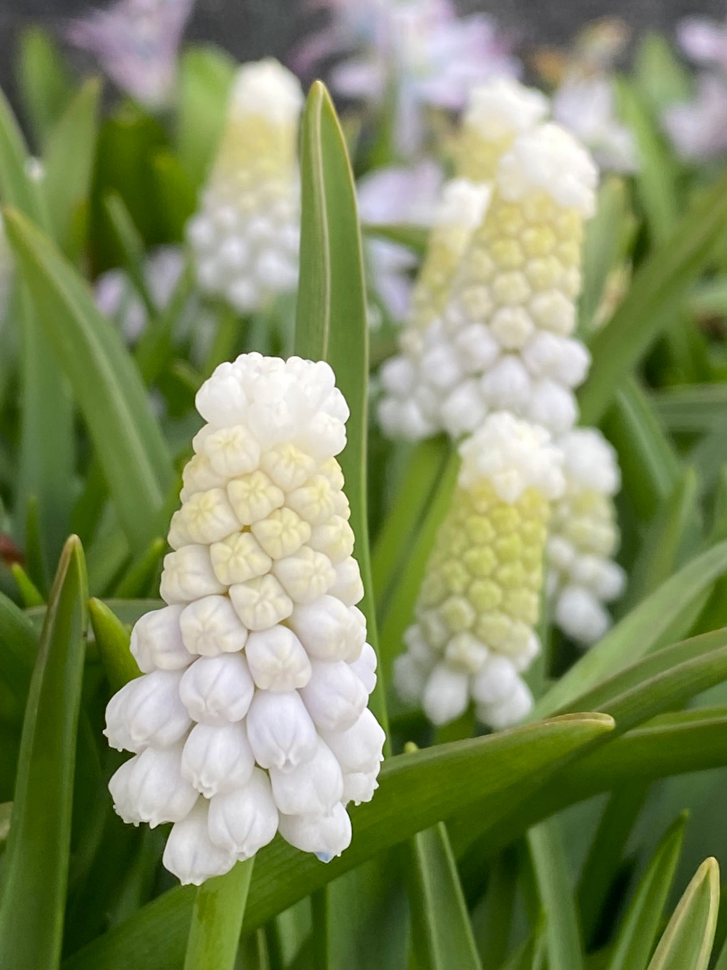 Nahaufnahme von Muscari armeniacum ‚Siberian Tiger‘ von Weijers: schneeweiße, traubenartige Blüten mit grünen Stielen und langen Blättern – ideal für Töpfe auf dem Balkon; diese armenischen Traubenhyazinthen blühen im Freien wunderschön.