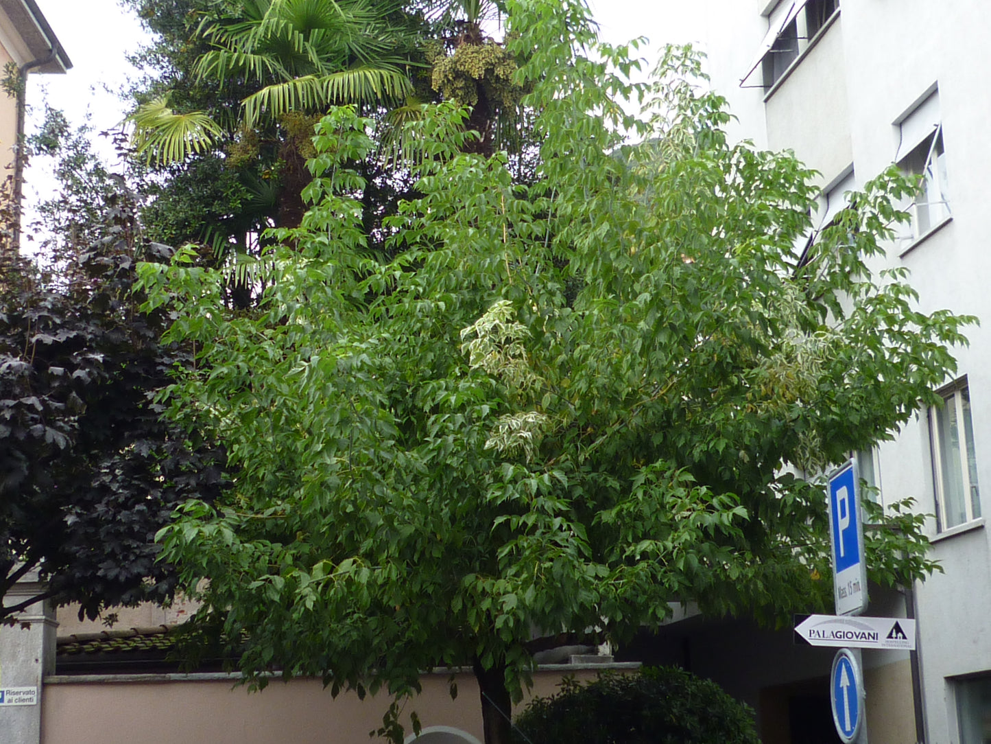 Ein üppig grüner Baum steht neben einem Parkschild auf dem Bürgersteig, dahinter stehen Gebäude und Bäume - eine perfekte Kulisse für den "Sa. 13.06.2026 | 11.00-13.00 WORKSHOP Sommerschnitt von Gehölzen" in der Königlichen Gartenakademie.