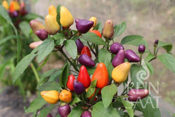Die ReinSaat-Chilipflanze 'Aurora' (Capsicum annuum) trägt zwischen grünen Blättern kleine, bunte Paprikaschoten in Rot, Orange, Gelb und Lila. Auf dem unscharfen Hintergrund ist das Reinsaat-Logo in der unteren rechten Ecke zu sehen.