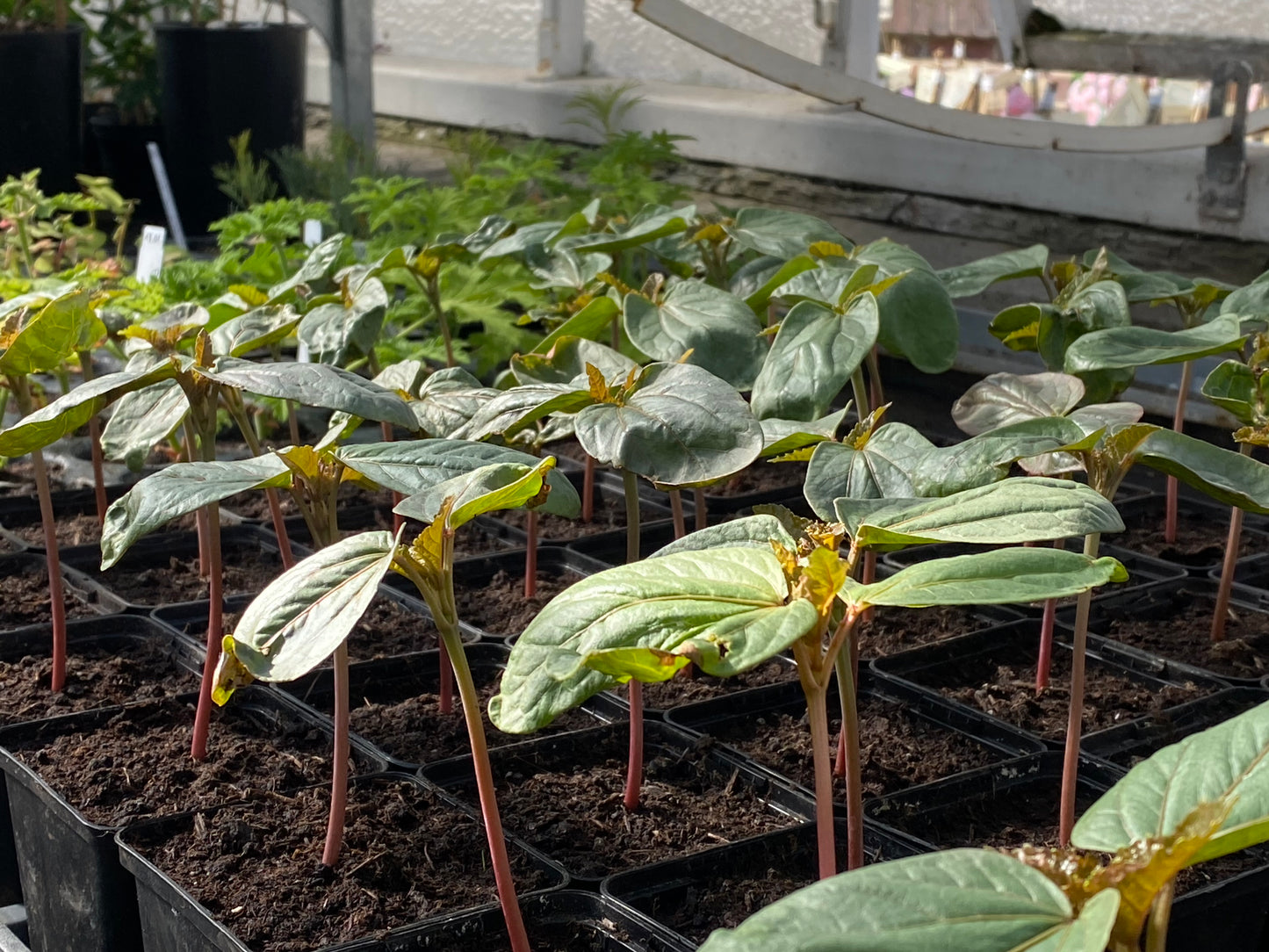 Reihen junger grüner Setzlinge mit rötlichen Stängeln in schwarzen Töpfen auf Erde in einem sonnenbeschienenen Gewächshaus - die perfekte Inspiration für Sa. 14.03.2026 | 11.00-12.30 GARTENTALK "Gedanken zum Gärtnern im Frühling" der Königlichen Gartenakademie.