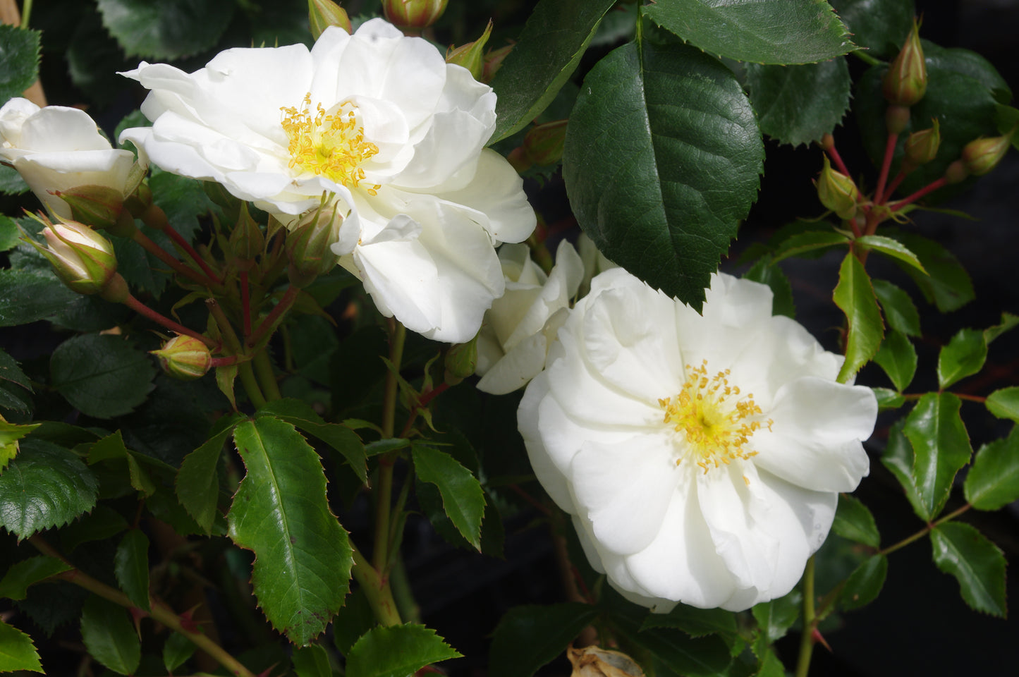 Erleben Sie zwei blühende weiße Rosen mit gelber Mitte inmitten von grünen Blättern und Rosenknospen bei der EXKLUSIVEN ABENDLICHTFÜHRUNG der Königlichen Gartenakademie: Englische Rosenwochen - Willkommen im Duftgarten, am Fr. 19.06.2026, 18:30-19:30.