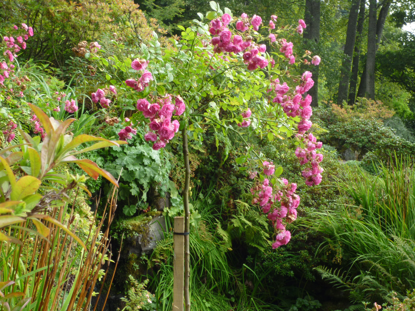 Lassen Sie sich von der ABENDLICHTFÜHRUNG "Mit Rosen den Garten gestalten" am Do. 09.07.2026, 17-18 Uhr bei der Königlichen Gartenakademie inspirieren und entdecken Sie Ideen für Ihren Rosengarten wie ein Gartenschule-Profi!.