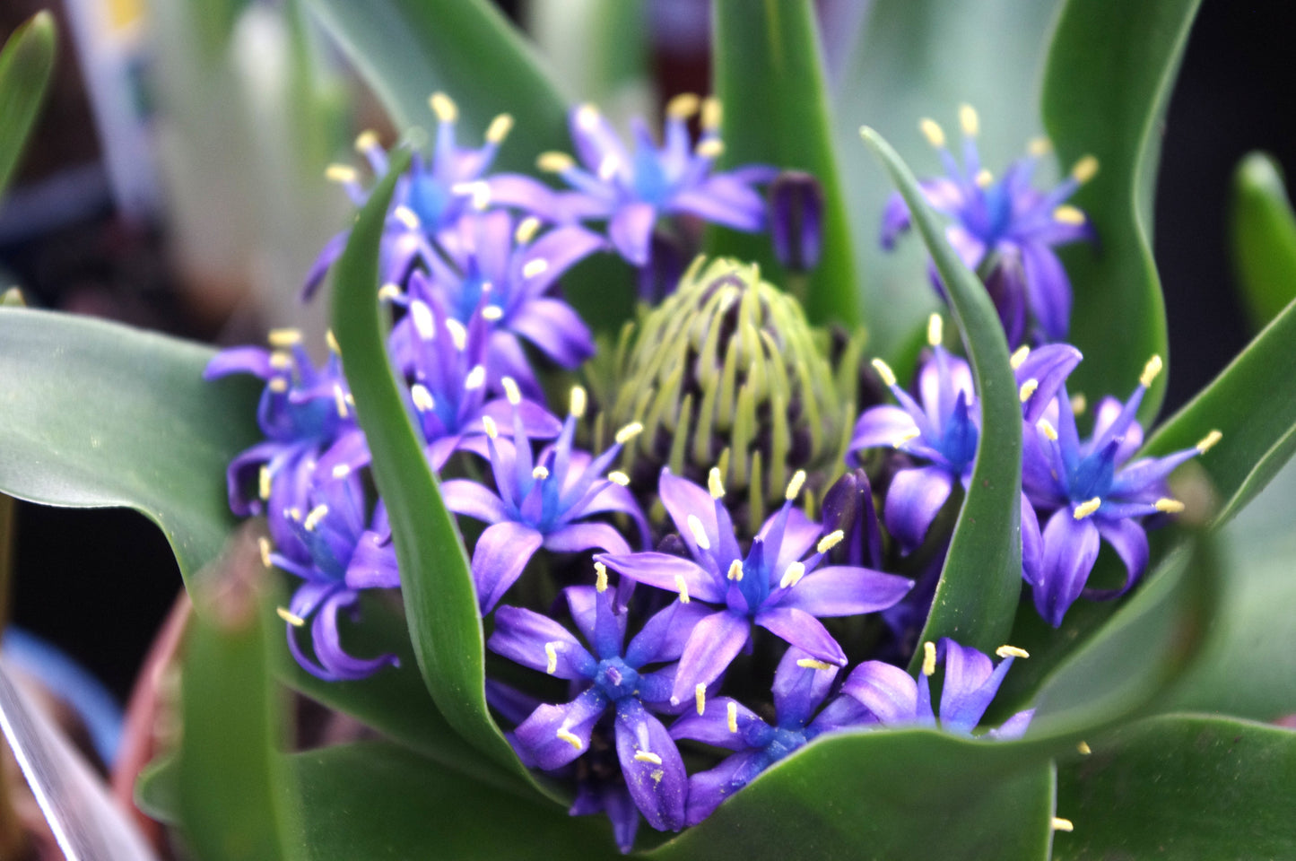 Nahaufnahme einer leuchtenden, halbkugelförmigen Blüte in tiefem Violett mit gelb gespitzten Staubblättern, umgeben von glänzend grünen Blättern. Die Scilla peruviana ‚Stern der Peru‘ von Verberghe bildet einen auffälligen Kontrast – ideal für einen geschützten Standort im Garten.