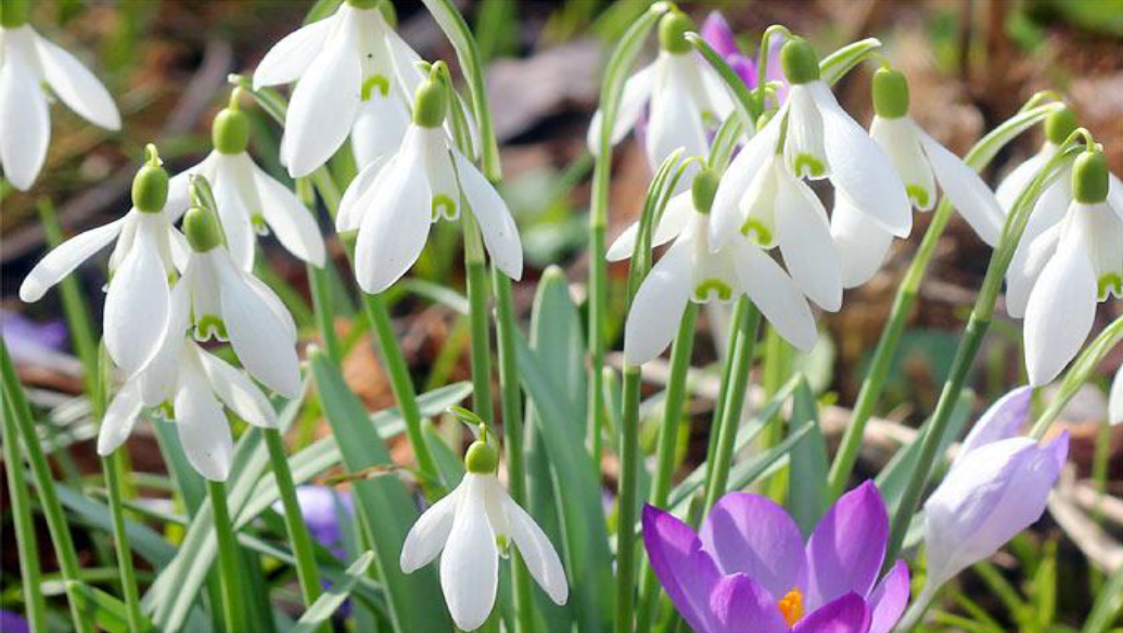 Weiße Schneeglöckchen hängen zart über grünen Stielen, dazwischen blühen einige violette Krokusse. Der sanft unscharfe Hintergrund lässt Gras und Erde erahnen und erinnert an die beruhigende Wirkung, die der bevorstehende Workshop der Königlichen Gartenakademie am Freitag, den 12.03.2027, von 10:00 bis 17:00 Uhr verspricht: „Grünes Kraftfutter für die Seele – Urbanen Stress abstreifen und in der Natur neu durchstarten!“ Hier wird die Natur zu Ihrem Weg zum Stressabbau und zu neuem Wohlbefinden inmitten der