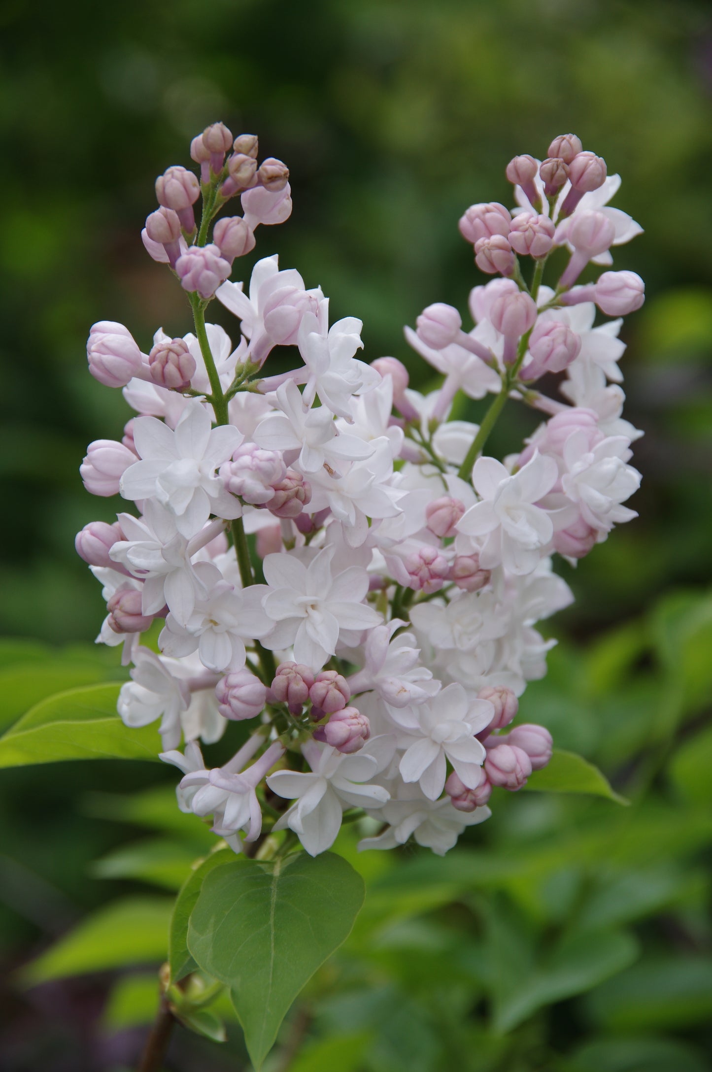 Blühende Fliederblüten mit sattgrünen Blättern erfüllen die Luft mit Sinnlichen Düften - die perfekte Inspiration für den "WORKSHOP Sinnliche Düfte NEU" am Di. 10.02.2026, 10-12 Uhr bei der Königlichen Gartenakademie, ideal für alle Duftgarten-Enthusiasten.