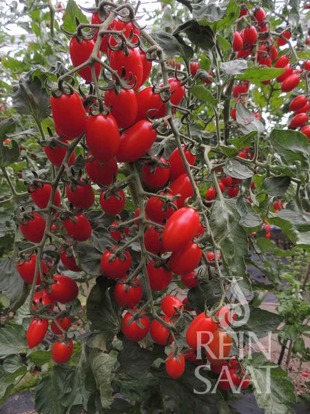 Reife, rote Reinsaat-Tomaten 'Donatellina' hängen in Büscheln an einer belaubten Rebe. Diese ovalen Kirschtomaten sind resistent gegen den Tomatenmosaikvirus und dicht gepackt, wobei das Logo der Marke Reinsaat in der rechten unteren Ecke sichtbar ist.