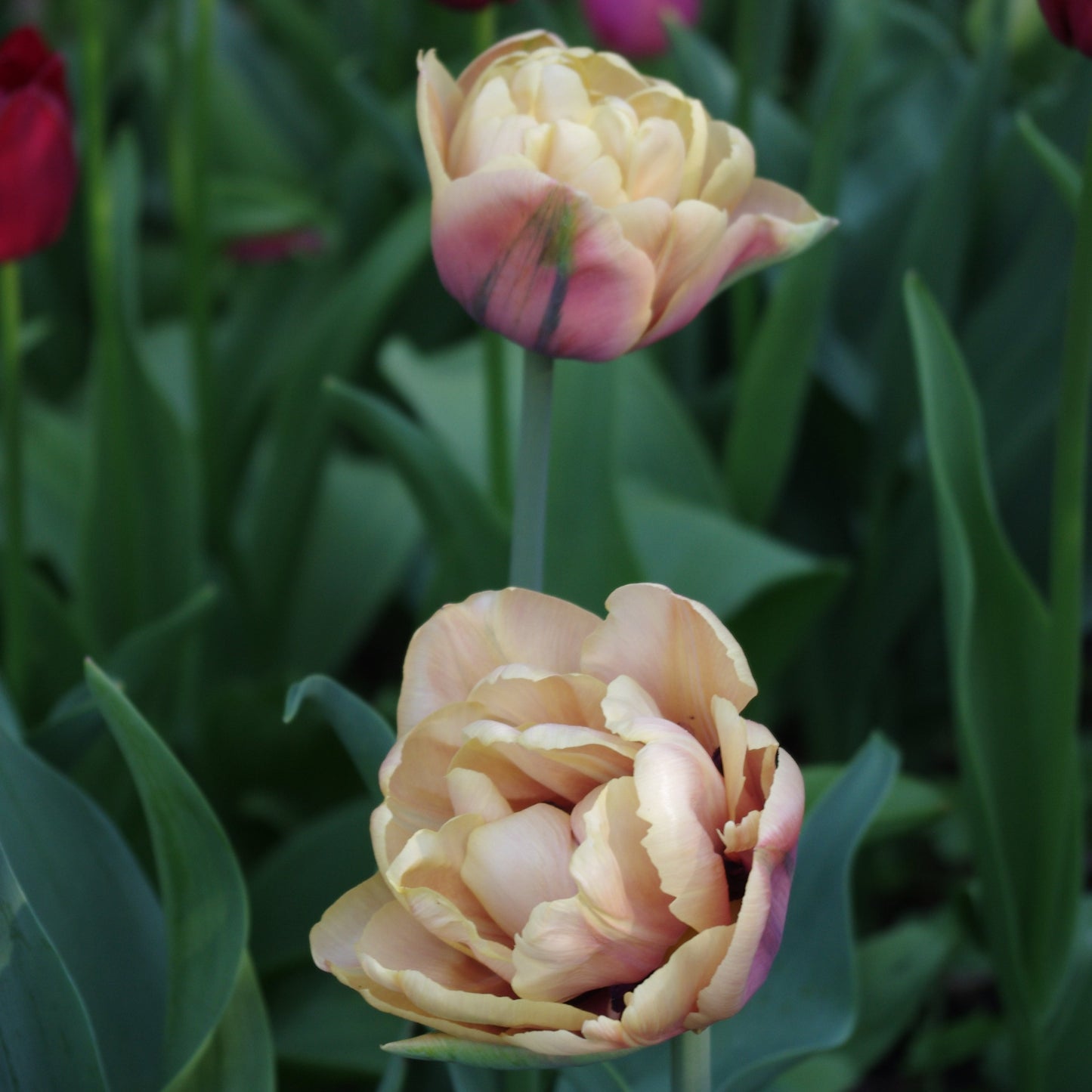 Zwei Tulipa ‚La Belle Epoque‘® von Weijers besticht durch champagnerbeige, rosa und grüne Blüten inmitten von grünem Laub, im Hintergrund sind rot schimmernde Tulpen zu sehen – ideal für elegante Sträuße.