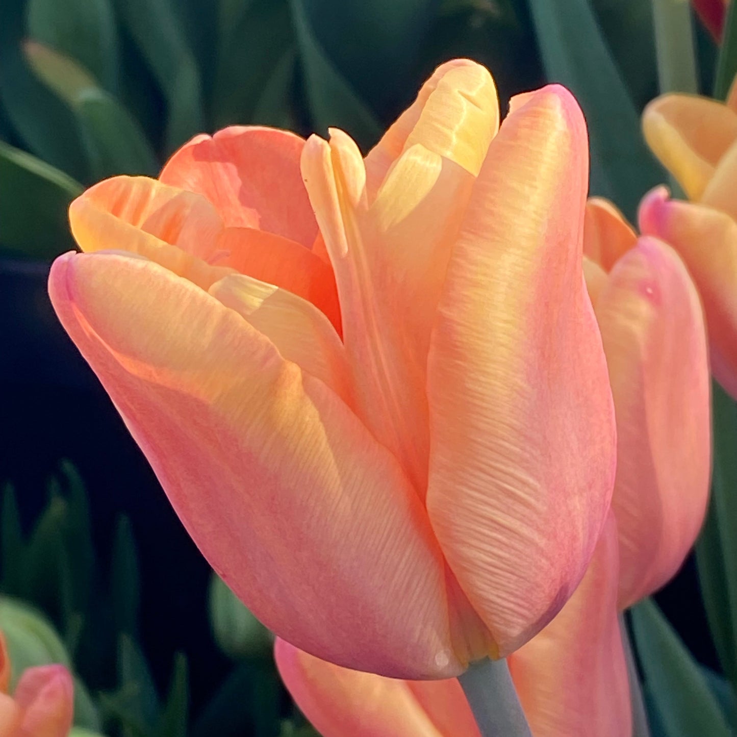 Nahaufnahme der Tulipa ‚Apricot Foxx‘® (Weijers), einer Triumph-Tulpe in Apricot- und Lachstönen, die mit zarten Blütenblättern inmitten von grünem Laub und verschwommenen Tulpen blüht. Blütezeit: April.