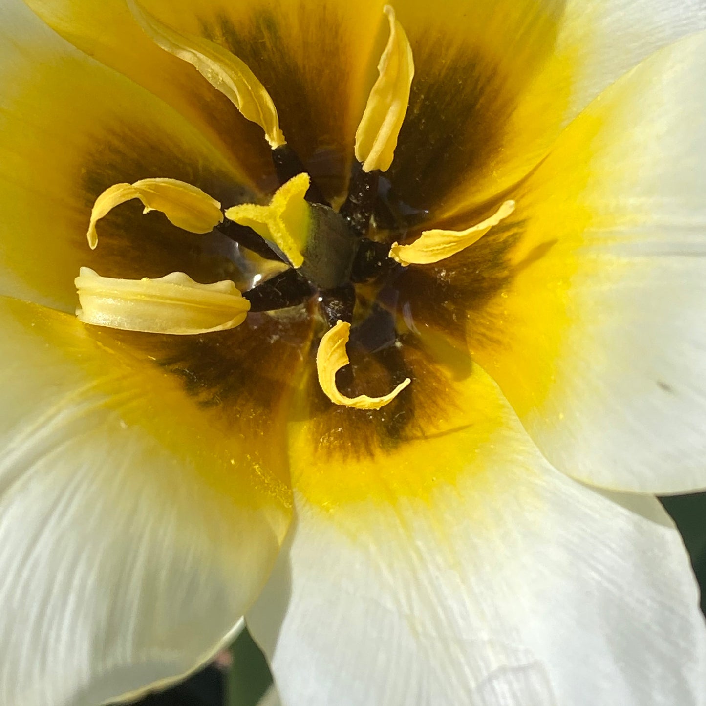 Nahaufnahme der Tulipa ‚Concerto‘ (Fosteriana-Tulpe) von Weijers mit cremeweißen Blütenblättern, einer dunklen Mitte und gelben Staubblättern.