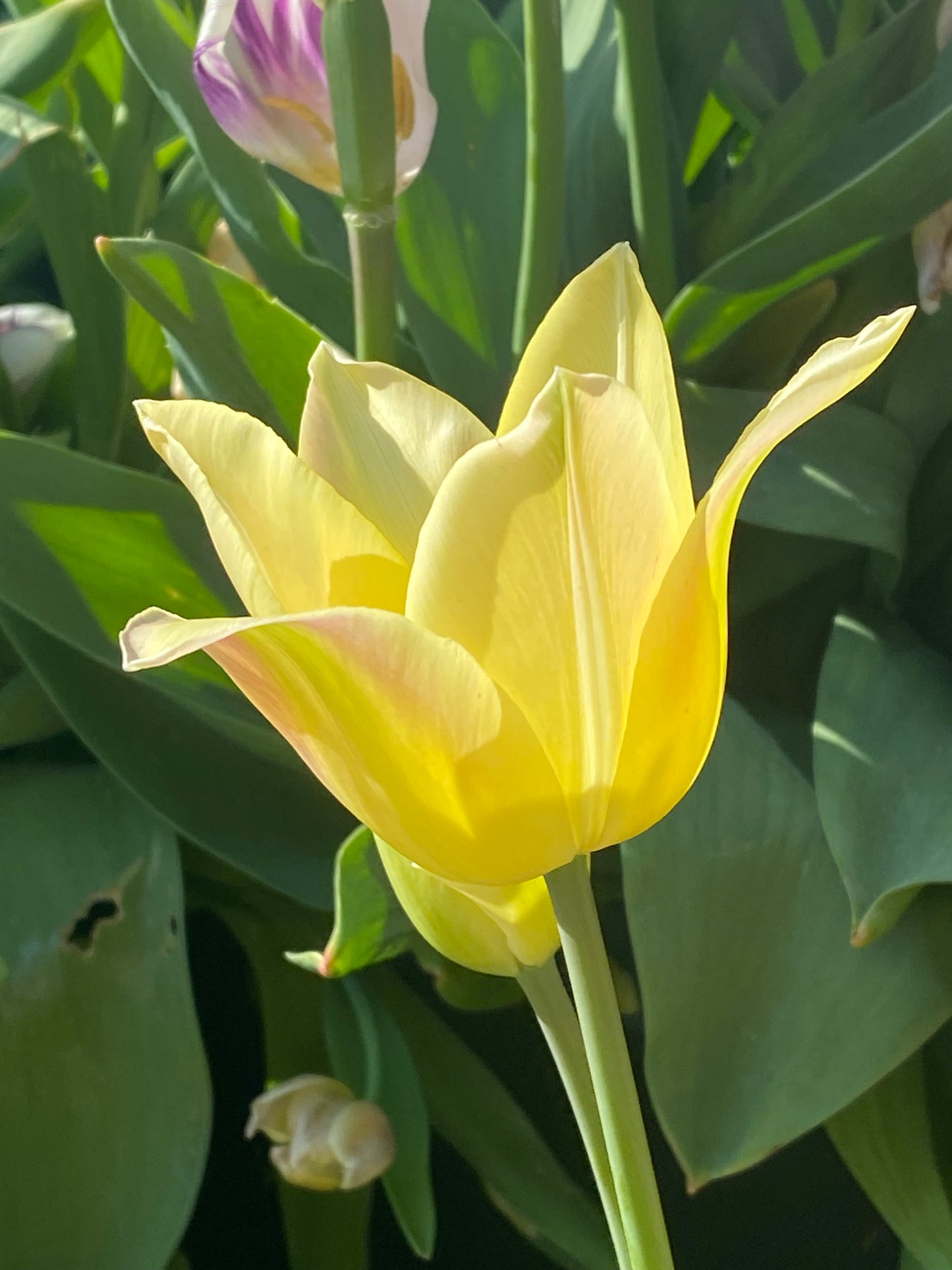 Eine Nahaufnahme der Tulipa ‚Elegant Lady‘ von Weijers, einer lilienblütigen Tulpe mit duftenden cremegelben Blüten und zartrosa Rändern. Sanft geschwungene, leicht durchscheinende Blütenblätter mit grünem Laub. Blütezeit: April bis Mai.