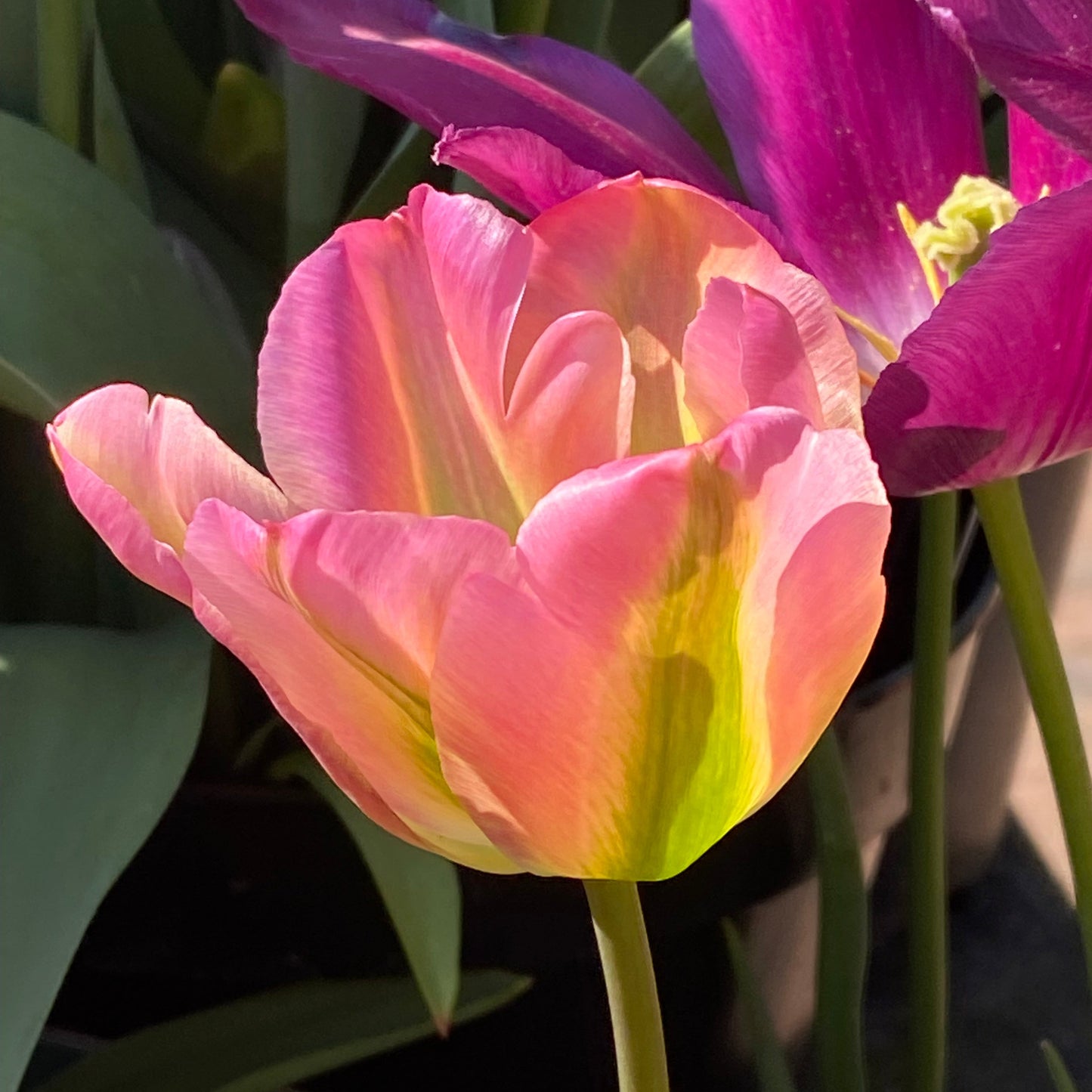 Eine Nahaufnahme der Tulipa ‚Groenland‘ – einer Viridiflora-Tulpe von Weijers –, die im Sonnenlicht rosa Blütenblätter mit gelben und grünen Streifen zeigt, während im Hintergrund weitere rosa Blüten und grüne Blätter sanft verschwommen erscheinen.