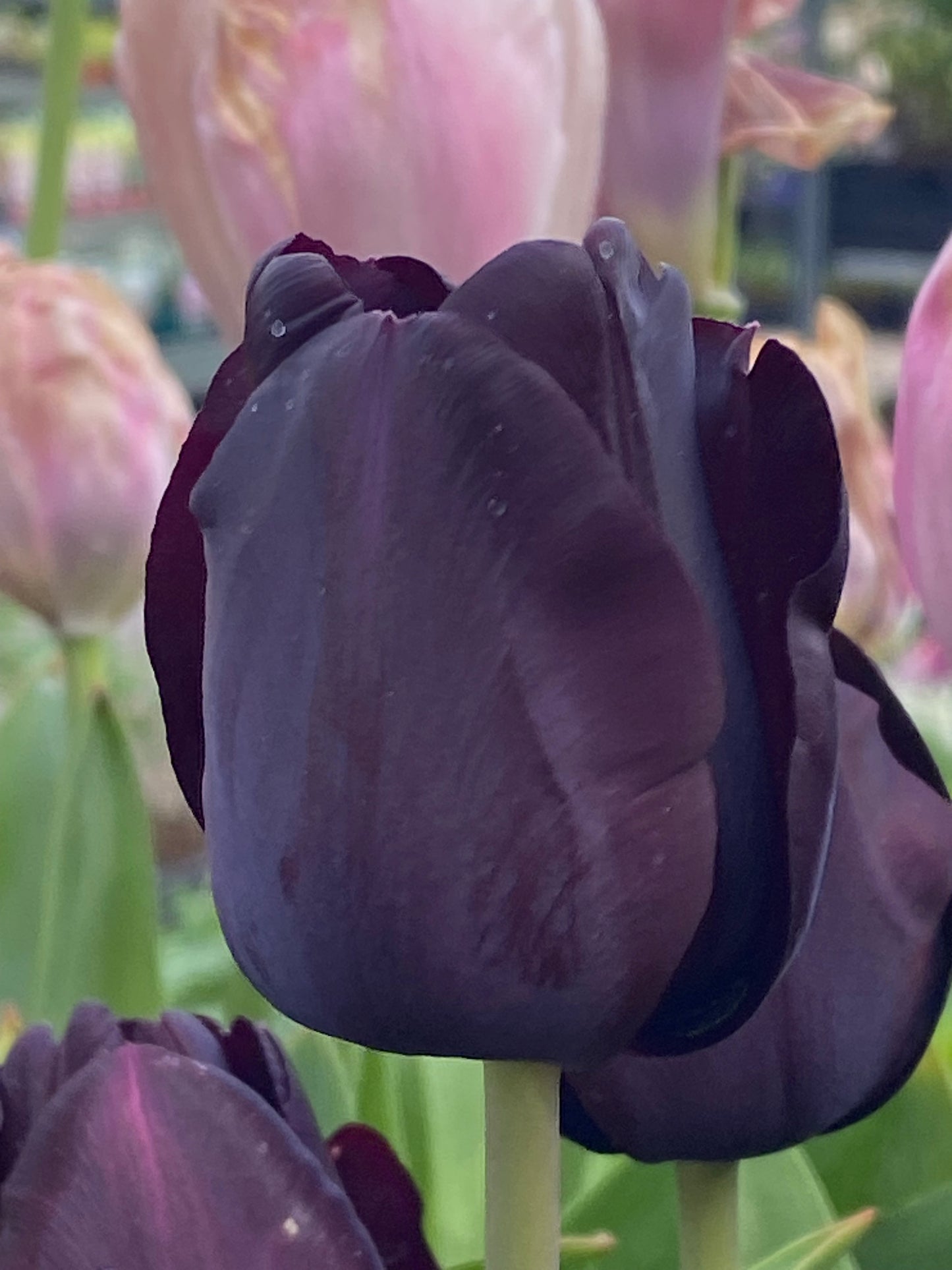 Eine Nahaufnahme der dunkelvioletten Tulipa ‚Paul Scherer‘ (Triumph-Tulpe) von Weijers in voller Blüte, mit verschwommenen grünen Stielen und hellrosa Tulpen im Hintergrund, fängt die Schönheit der Tulpen Ende April ein.