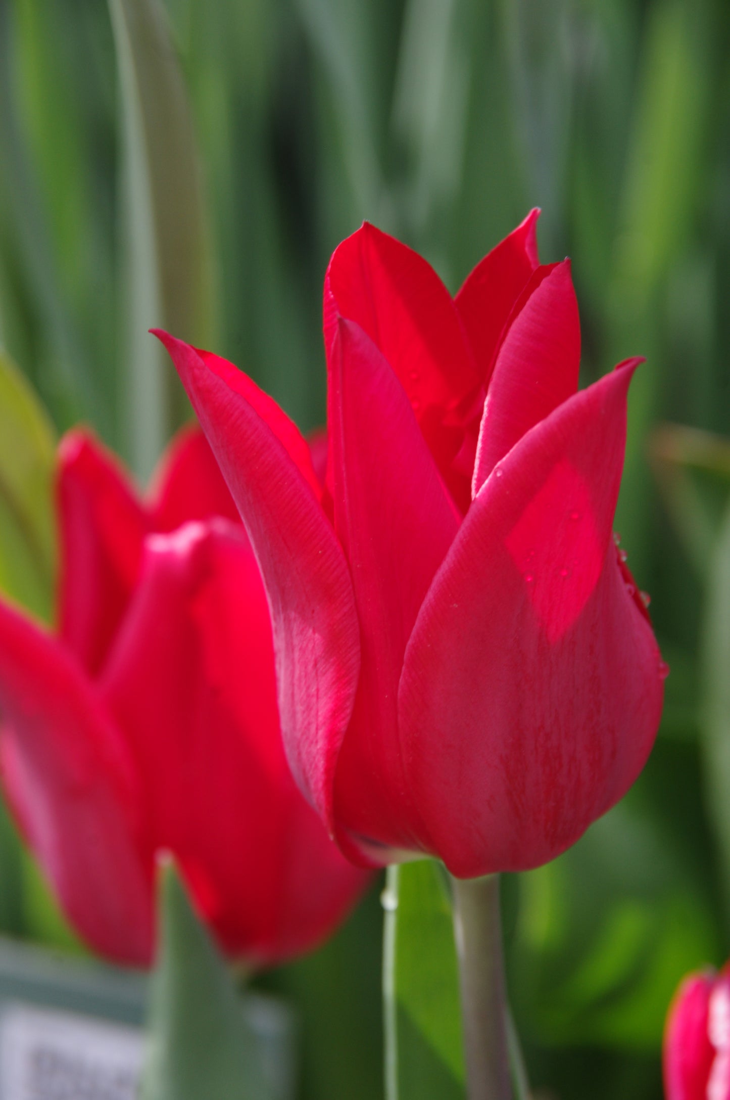 Nahaufnahme der Tulipa ‚Pieter de Leur‘ – eine lilienblütige Tulpe von Weijers – mit leuchtend roten, lilienförmigen Blüten und spitzen Blütenblättern. Eine burgunderrote Tulpe mildert den Hintergrund und unterstreicht die Schönheit der „Blütezeit Mai“.