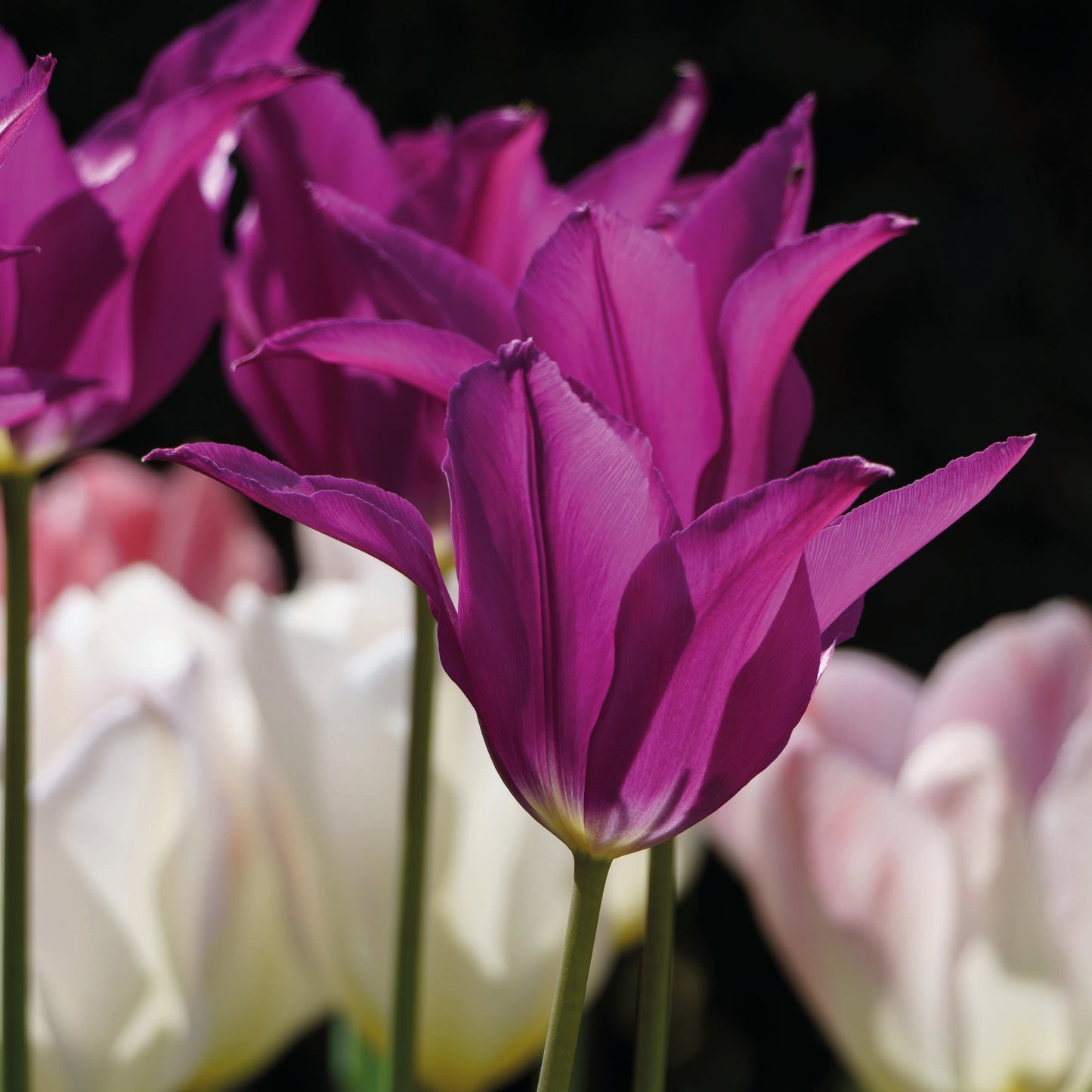 Nahaufnahme der Tulipa ‚Purple Doll‘ – eine lilienblütige Tulpe von Weijers mit spitzen, violettfarbenen Blütenblättern, die spät inmitten von verschwommenen weißen und blassrosa Tulpen vor einem dunklen Hintergrund blüht – ideal für Kübelbepflanzungen.