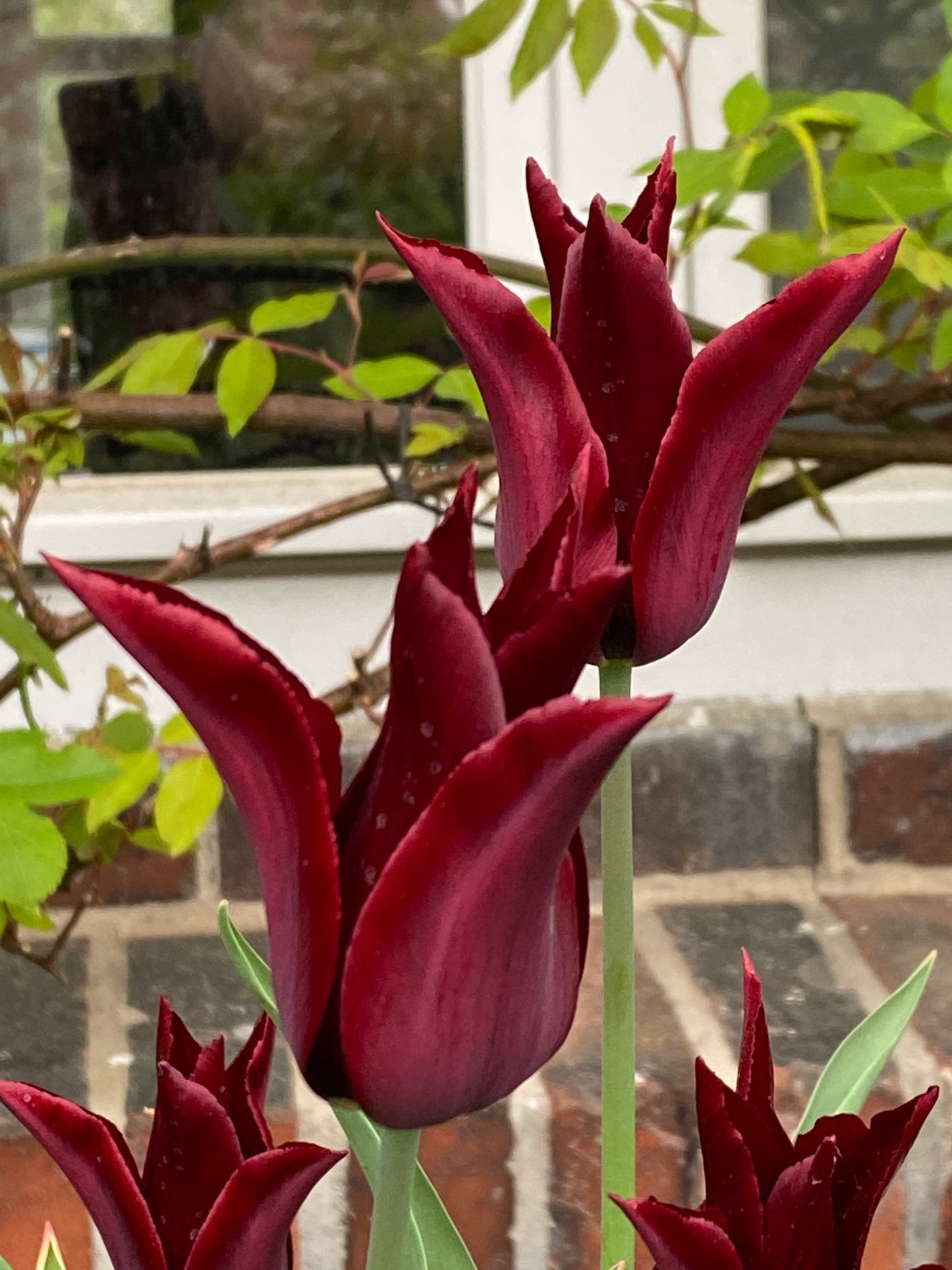 Tulipa 'Sarah Raven' – Die lilienblütige Tulpe von Weijers hat dunkelrote, spitzblättrige Blüten und blüht mittelfrüh im Garten vor einer Backsteinmauer, einem Fenster und grünem Laub.