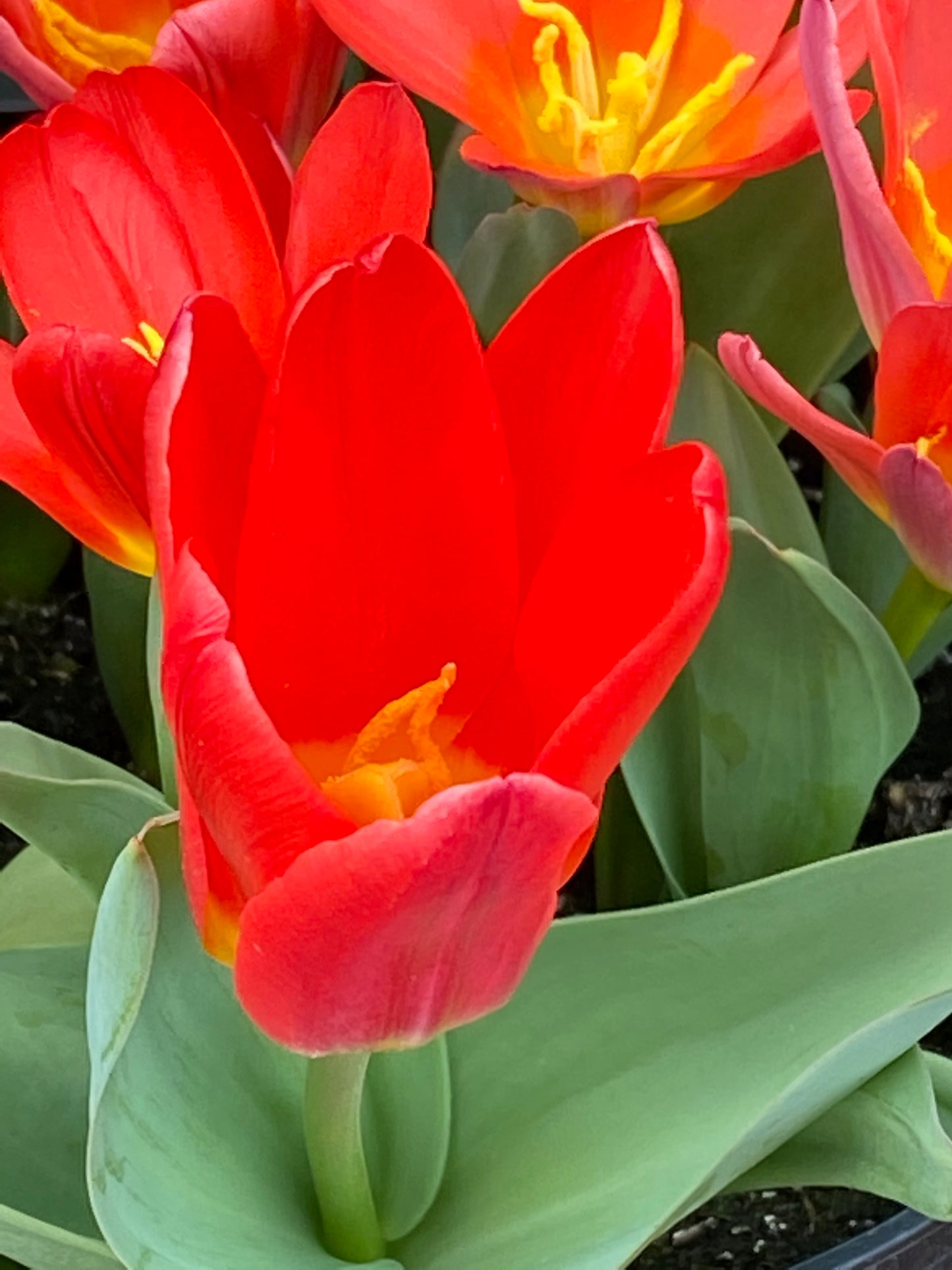 Tulipa ‚Scarlet Baby‘ – Die Kaufmanniana-Tulpe von Weijers besticht durch leuchtend rote Blüten mit gelben Mittelpunkten und grünen Blättern, darunter eine auffällige, frühblühende Tulpe im Vordergrund.
