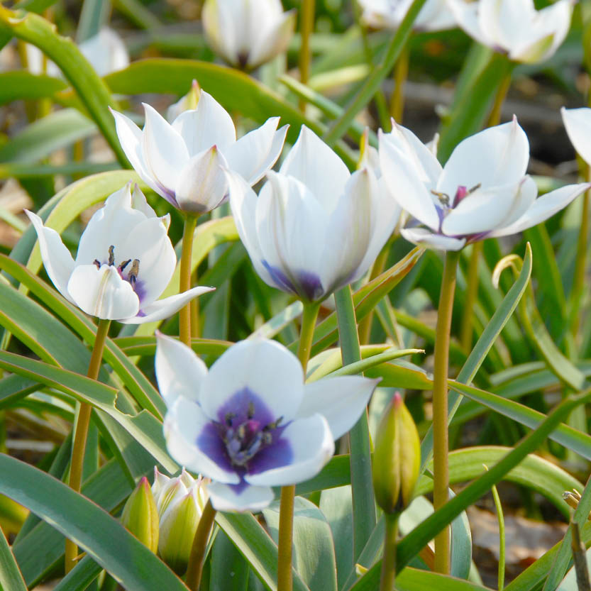Nahaufnahme der Weijers-Wildtulpe „Tulipa humilis var. pulchella ‚Alba Caerulea Oculata‘“, die weiße Tulpen mit blauen Blütenmitten zeigt, die in einem sonnendurchfluteten Garten zwischen grünen Blättern blühen.