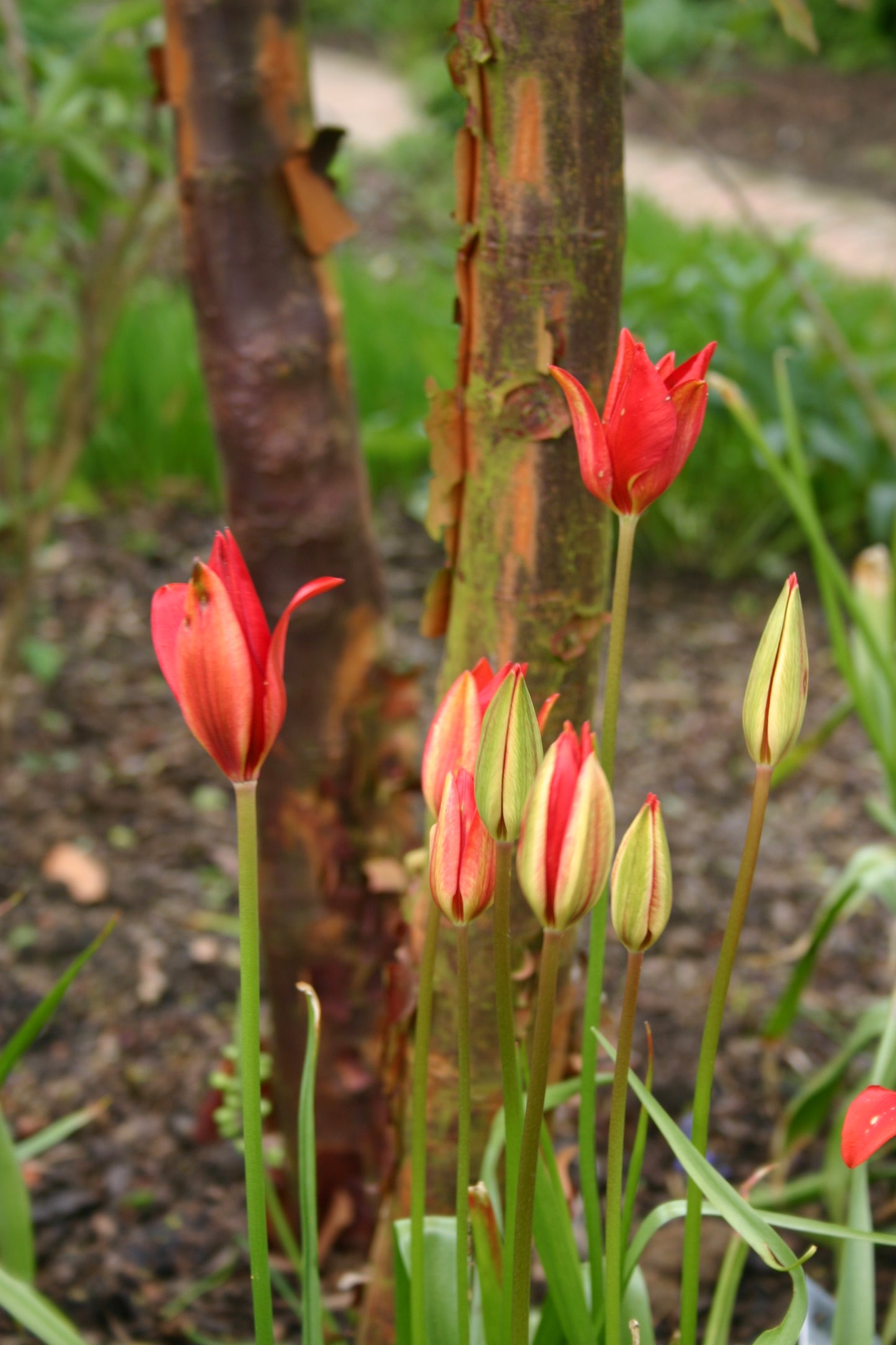 Tulipa sprengeri – „Sprengers Tulpe“ von Verberghe: geschlossene rote Knospen, die vor einem Baum mit abblätternder Rinde blühen, umgeben von grünem Gras und Erde im Garten.