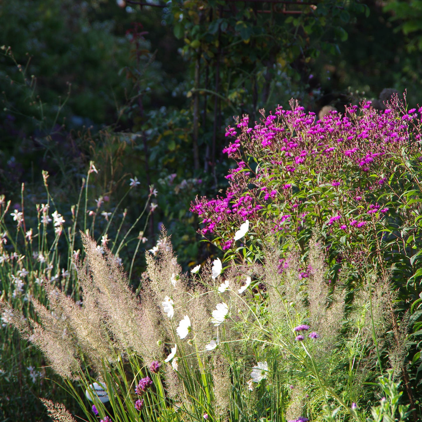 Sonnenlicht erhellt hohe Gräser, weiße Kosmen und lila Phlox - die perfekte Inspiration für Ihre Gartengestaltung nach dem "Do. 12.03.2026 | 10.00-13.00 HALBTAGESKURS Grundlage der Gartengestaltung" der Königlichen Gartenakademie.