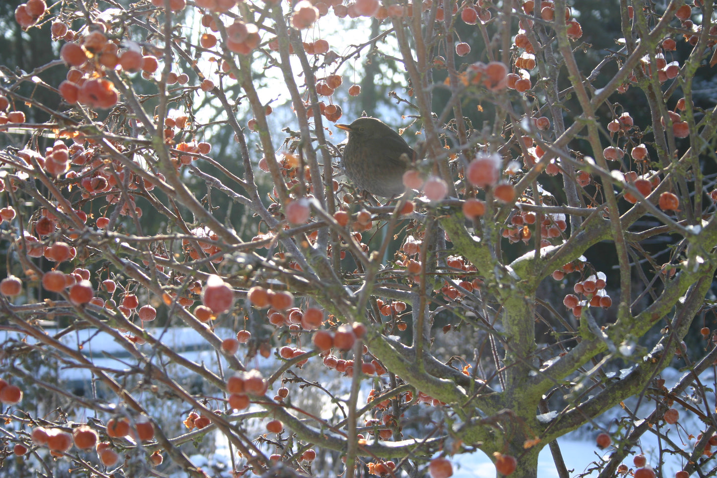 Ein kleiner brauner Vogel sitzt in einer Vogelschutzhecke, umgeben von roten Beeren und verschneiter Landschaft, wie im HALBTAGESKURS "Biodiversität fördern - Vogelschutzhecken pflanzen und pflegen" der Königlichen Gartenakademie am 14.03.2026 zu sehen.