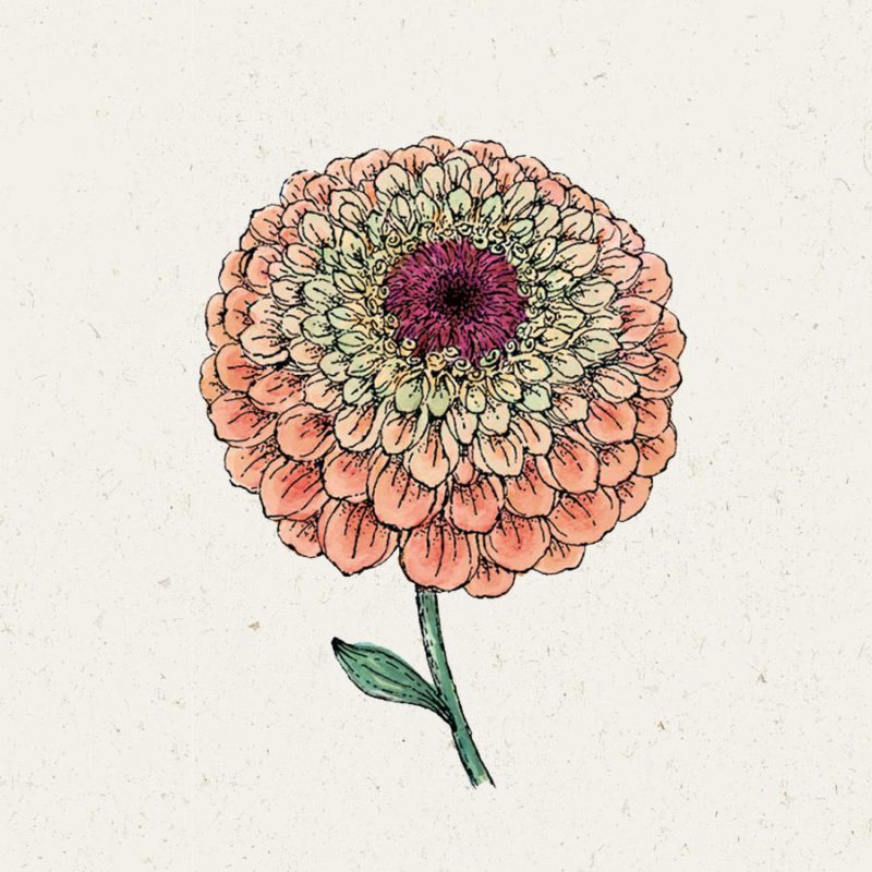 Eine detaillierte Illustration von Jora Dahl | Zinnia elegans 'Queen Lime Orange' (Zinnie) zeigt geschichtete pfirsichfarbene Blütenblätter, eine dunkelrosa Mitte und grüne Blätter - ideal für alle, die sich für den Anbau oder die Erforschung von Jora Dahls schönen Zinnien-Samen begeistern.
