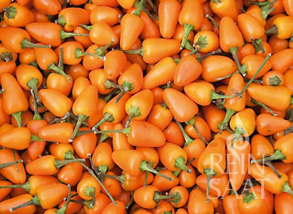 Ein großer Haufen kleiner, orangefarbener, birnenförmiger Reinsaat | Chili 'Capela orange' mit grünen Stielen liegt dicht beieinander. Ihre glatte, glänzende Schale variiert leicht in der Größe. Das Reinsaat-Logo erscheint in der rechten unteren Ecke.