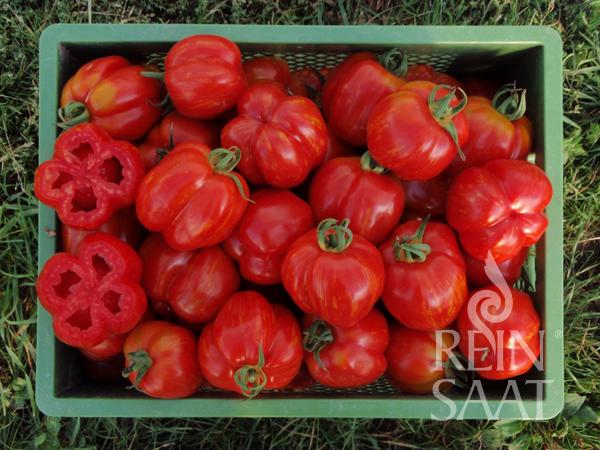 Eine grüne Kiste enthält Reinsaat Tomate 'Red Cavern', einige davon mit Stiel. Eine wird aufgeschnitten, um ihre einzigartige Struktur und ihren aromatischen Geschmack zu zeigen. Die Kiste ruht auf Gras. Wasserzeichen: REIN SAAT.