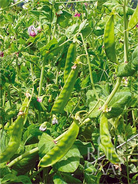 ReinSaat | Zuckererbse 'Schweizer Riesen' von Reinsaat: grüne Erbsenpflanzen mit großen, flachen Hülsen und kleinen, sortentypischen, rosa Blüten inmitten von dichtem Laub.