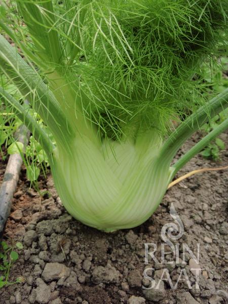 Ein gesunder Fenchel 'Fino' (Foeniculum vulgare) von Reinsaat mit weißer Zwiebel und sattgrünen Wedeln wächst im Gartenboden und zeigt seine frühe Anbaueignung. In der unteren rechten Ecke ist das Logo von Reinsaat zu sehen.