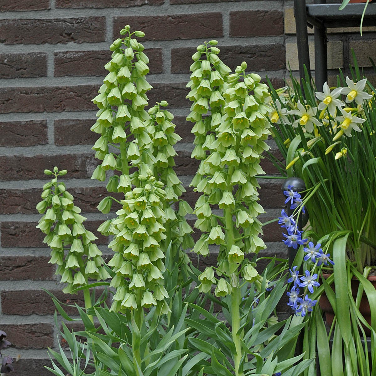 Vor einer Backsteinmauer blüht Fritillaria persica ‚Alba‘ (Weijers) mit grünen Stielen und cremeweißen, glockenförmigen Blüten, die sich in Schichten anordnen. In der Nähe gedeihen an einem sonnigen Standort gelbe und blaue Blüten. Blütezeit: April.