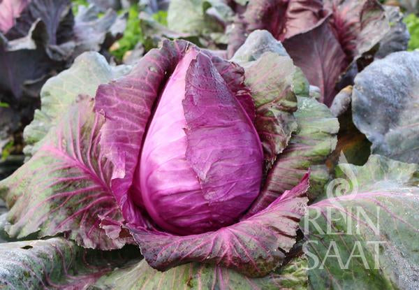 Ein lebendiger Reinsaat | Rotkraut 'Kalibos' Kohl mit dichten Blättern wächst im Garten zwischen großen grün-violetten Außenblättern. Dieser ausgeprägte Spitzkohl der Marke Reinsaat ist ideal für frische Salate. Das Logo "REIN SAAT" befindet sich in der unteren rechten Ecke.