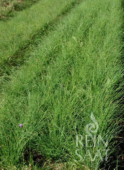 Reihen von üppig grünem Schnittlauch (ReinSaat | Schnittlauch Medium leaf) von Reinsaat wachsen auf einem Feld und zeigen dichte, gesunde, grasartige Blätter. Das REIN SAAT-Logo erscheint in der unteren rechten Ecke des Bildes.