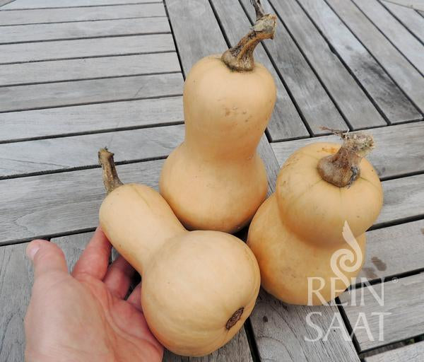 Drei hellbraune Mini Butternut-Kürbisse (ReinSaat | Kürbis 'Mini Butternut') von Reinsaat liegen auf einem Holztisch, eine Hand hält einen davon. In der rechten unteren Ecke ist das REIN SAAT-Logo zu sehen.
