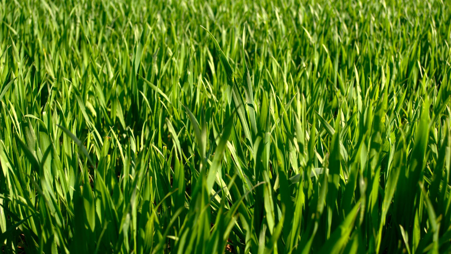 Nahaufnahme von saftig grünen Grashalmen - eine ideale Inspiration für den "Sa. 28.03.2026 | 10.00-12.00 WORKSHOP Haben sie schon Rasen oder immer noch Gras?" in der Königlichen Gartenakademie, bei dem man alles über Rasenpflege lernen kann.