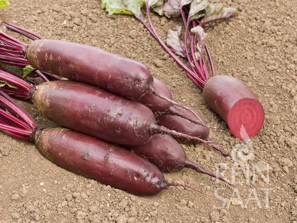 Mehrere längliche, dunkelrote Reinsaat | Rote Rübe 'Forno' mit belaubten Stielen liegen auf brauner Erde, ideal für die Sommer- und Herbsternte. Eine wird aufgeschnitten, um ihr lebhaftes Inneres zu enthüllen. Rechts unten ist das Reinsaat-Logo zu sehen.
