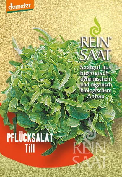 Reinsaat