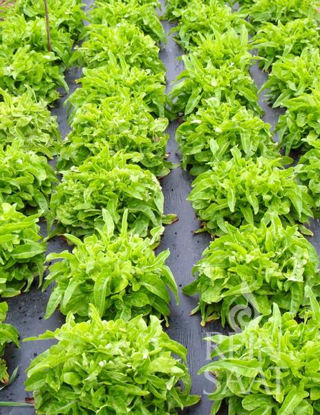 Reinsaat Pflücksalat 'Till' von Reinsaat wächst schnell und dicht im Beet; zwischen den Reihen bleibt dunkle Erde oder schwarze Mulchfolie sichtbar.