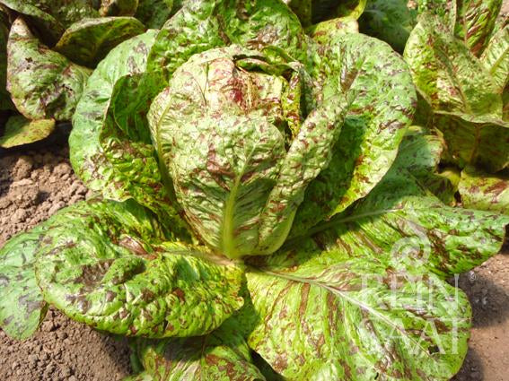 Eine Nahaufnahme von Reinsaat | Romanasalat 'Forellenschluss' zeigt seine grünen und rot gesprenkelten Blätter, die in der Erde zwischen anderen Salaten wachsen - ideal für alle, die ein langes Erntefenster suchen.
