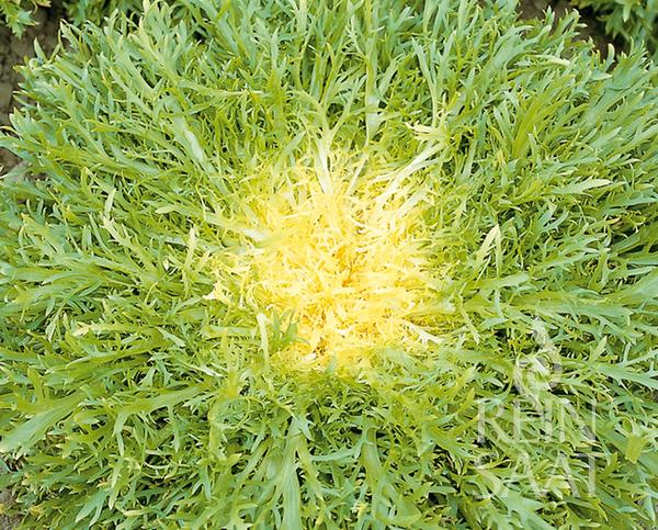 Nahaufnahme von Reinsaat | Endiviensalat 'Très fine Maraîchère' von Reinsaat, einer frostbeständigen Sorte mit stacheligen, gekräuselten grünen Blättern, leuchtend gelber Mitte, gekräuselter Textur und gesundem, selbstblühendem Wachstum.