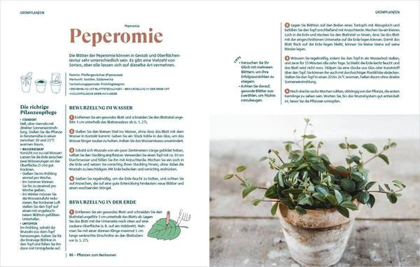 Der deutsche Ratgeber "So einfach ist Pflanzenvermehrung" aus dem Bassermann Verlag zeigt Methoden für 60 Zimmerpflanzen, mit Tipps, Diagrammen und einem Peperomia-Foto - ideal für alle, die sich für die Vermehrung von Pflanzen aus Samen oder Stecklingen interessieren.