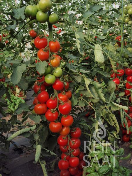 Büschel von früh reifender, robuster Tomatensorte 'Moneymaker' von ReinSaat hängen an hohen, grünen Pflanzen im Garten. Die Tomaten eignen sich ideal als Salattomate und färben sich von grün bis tiefrot. ReinSaat-Wasserzeichen unten rechts.