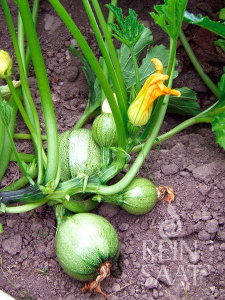 Reinsaat | Zucchini 'Tondo chiaro di Nizza' von Reinsaat: Runde grüne Früchte an einer Pflanze mit großen Blättern und gelben Blüten in brauner Erde. Diese ertragreiche Sorte zeichnet sich durch glänzende Zucchinis aus, an denen teilweise noch Blüten hängen.